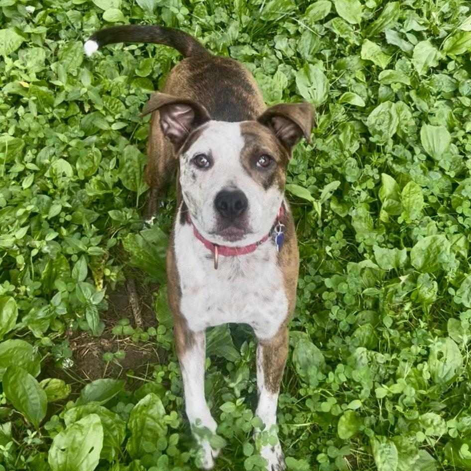 Vera 2025, a Adopted mixed breed in Norwood, OH image 2/3