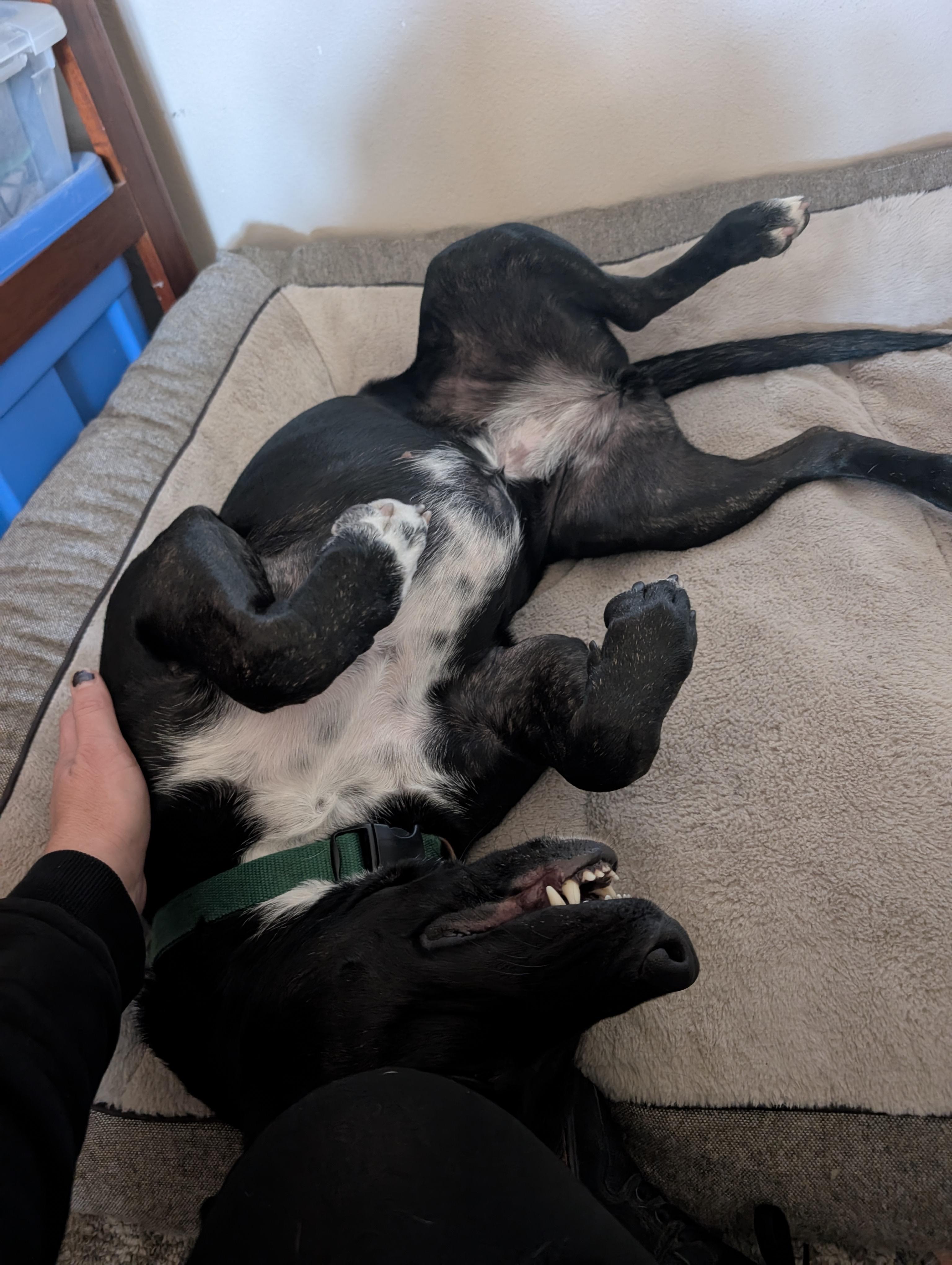 Enlarge Cheza, a Adoptable mixed breed in Santa Cruz, CA image 2/4