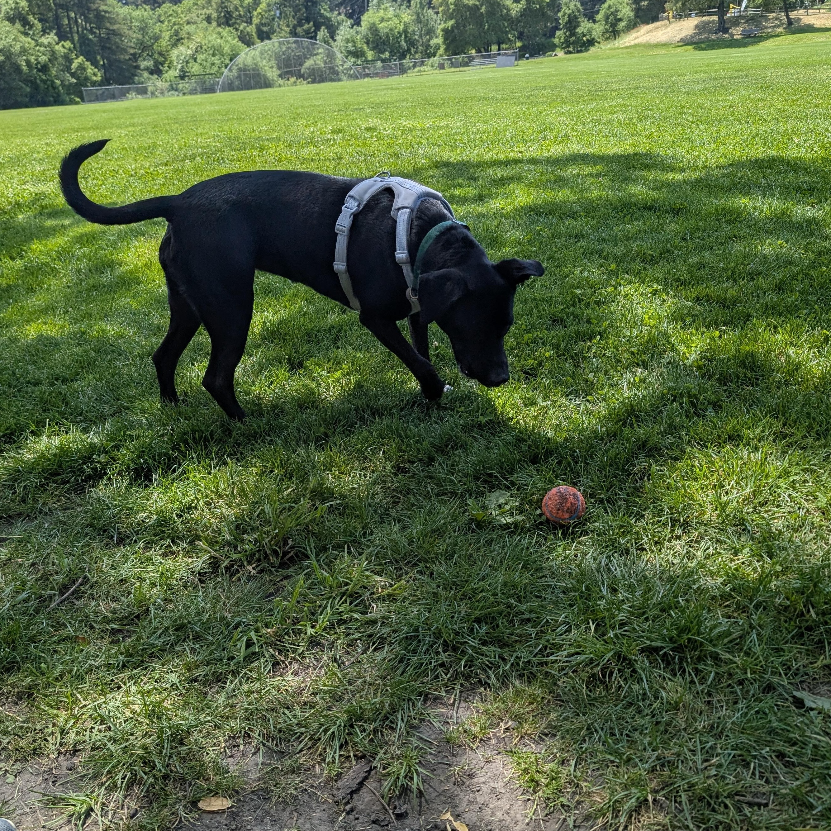Enlarge Cheza, a Adoptable mixed breed in Santa Cruz, CA image 3/4