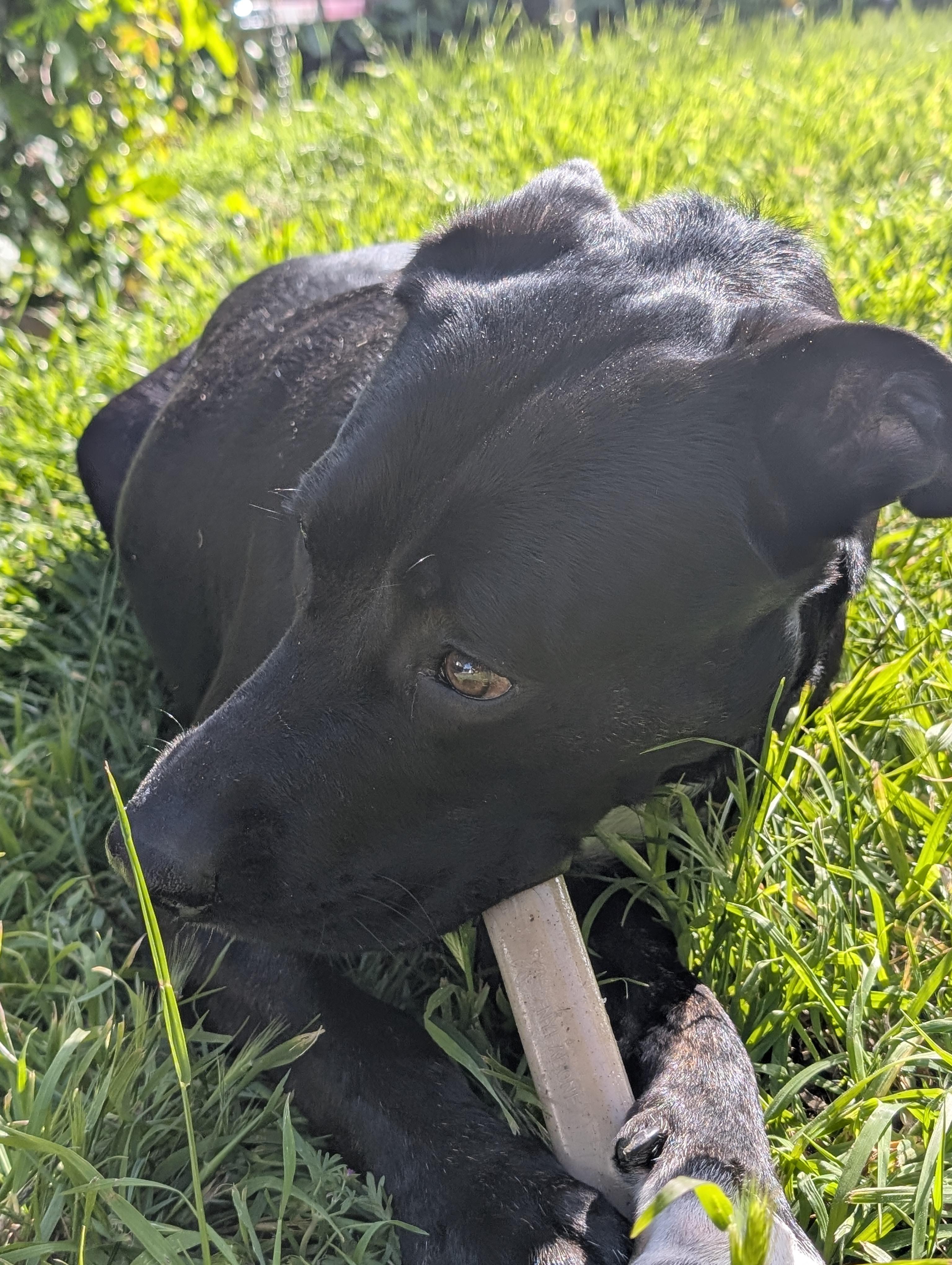 Enlarge Cheza, a Adoptable mixed breed in Santa Cruz, CA image 4/4