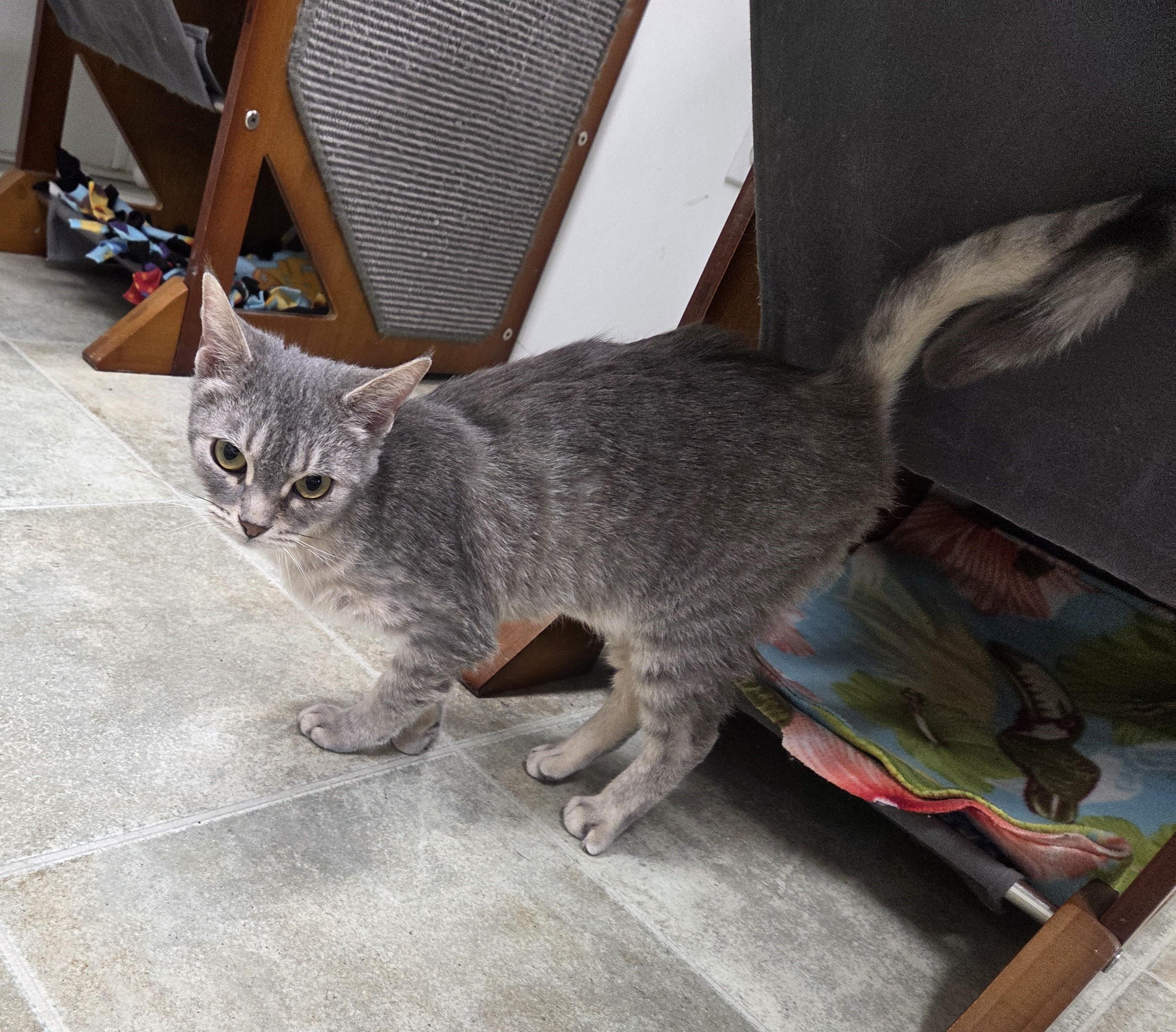 Sage, ADOPTABLE, Adult Female Domestic Short Hair.