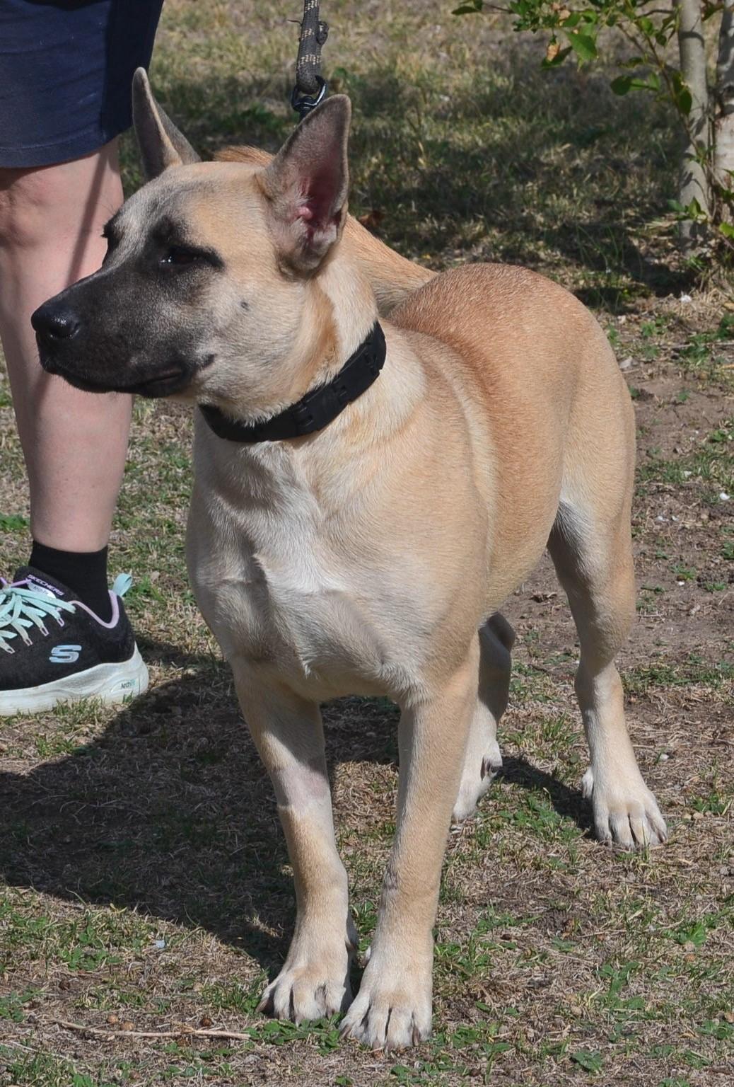 Twilight, a Adoptable German Shepherd Dog in Round Rock, TX image 4/6