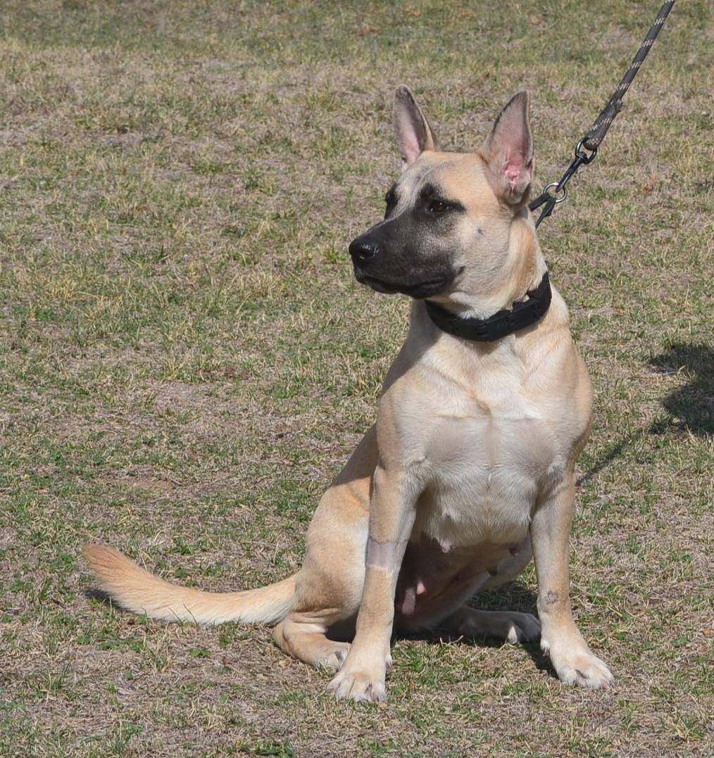 Twilight, a Adoptable German Shepherd Dog in Round Rock, TX image 5/6