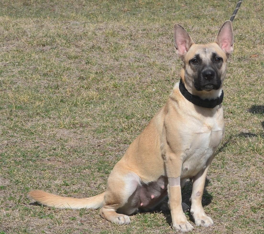 Twilight, a Adoptable German Shepherd Dog in Round Rock, TX image 2/6