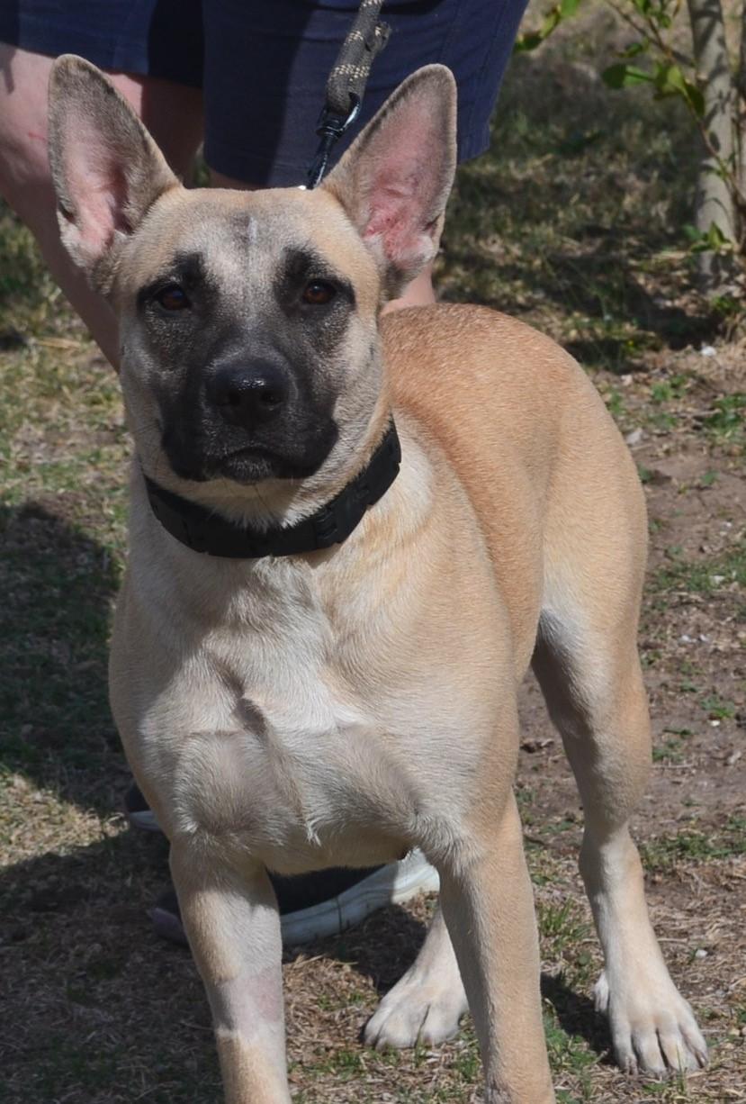 Twilight, a Adoptable German Shepherd Dog in Round Rock, TX image 3/6