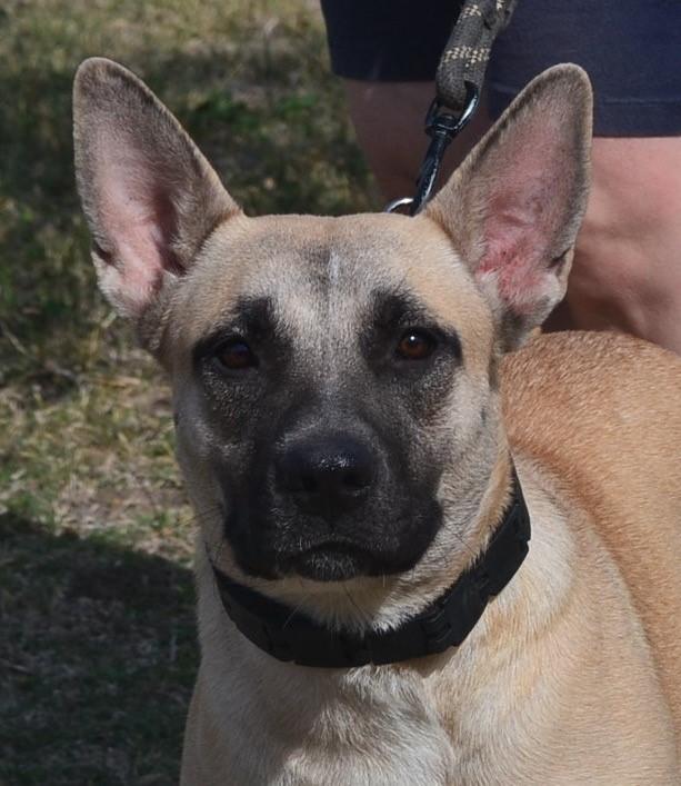 Twilight, Adult Female German Shepherd Dog