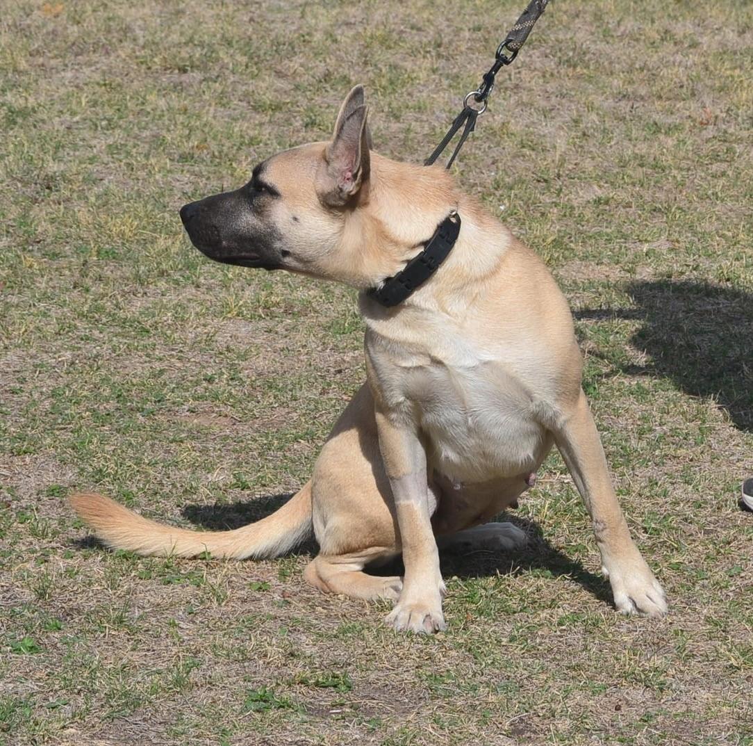 Twilight, a Adoptable German Shepherd Dog in Round Rock, TX image 6/6