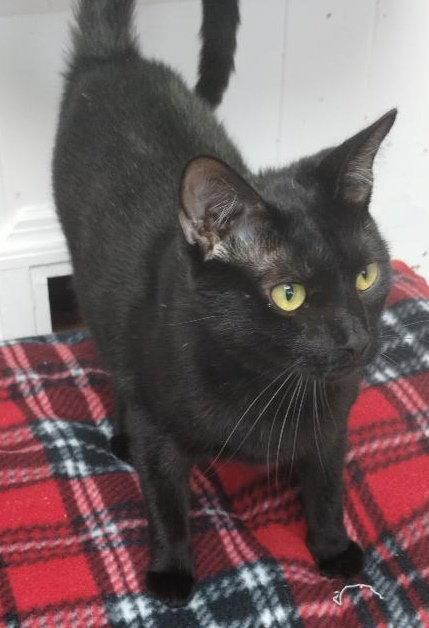Charcoal - Center, Adoptable, Adult Male Domestic Short Hair.