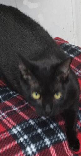 Enlarge Charcoal - Center, a Adoptable Domestic Short Hair in Oakland Park, FL image 2/3