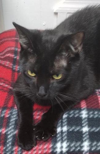 Enlarge Charcoal - Center, a Adoptable Domestic Short Hair in Oakland Park, FL image 3/3