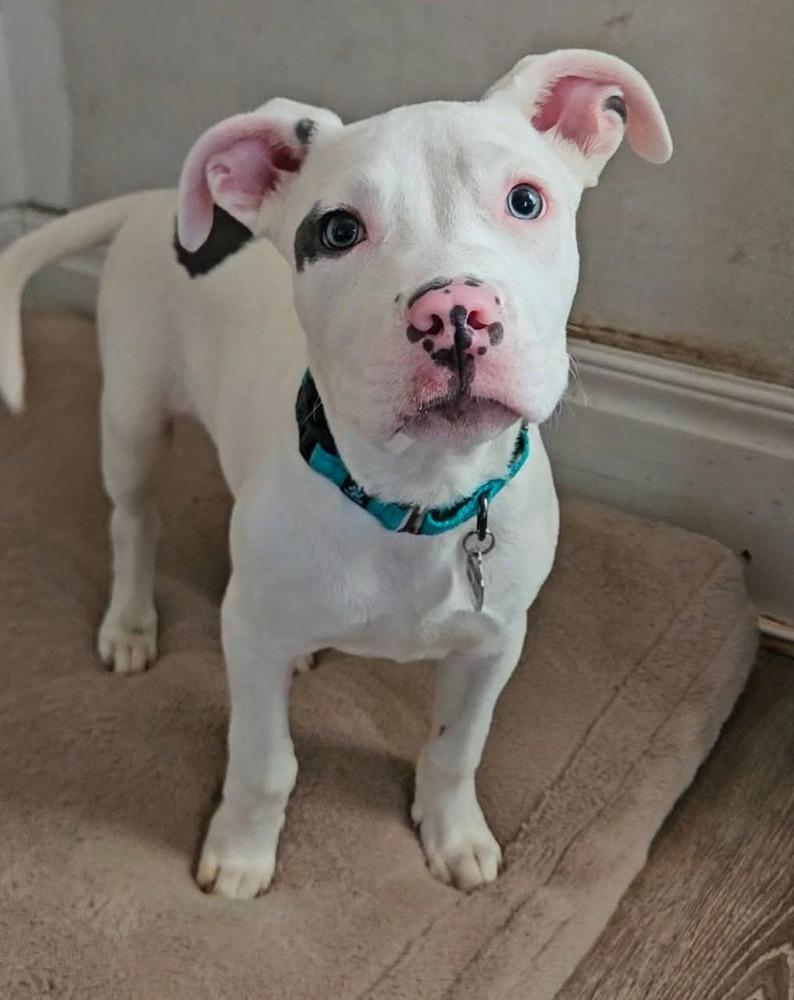 Enlarge Bino , a ADOPTABLE mixed breed in China Township, MI image 1/6