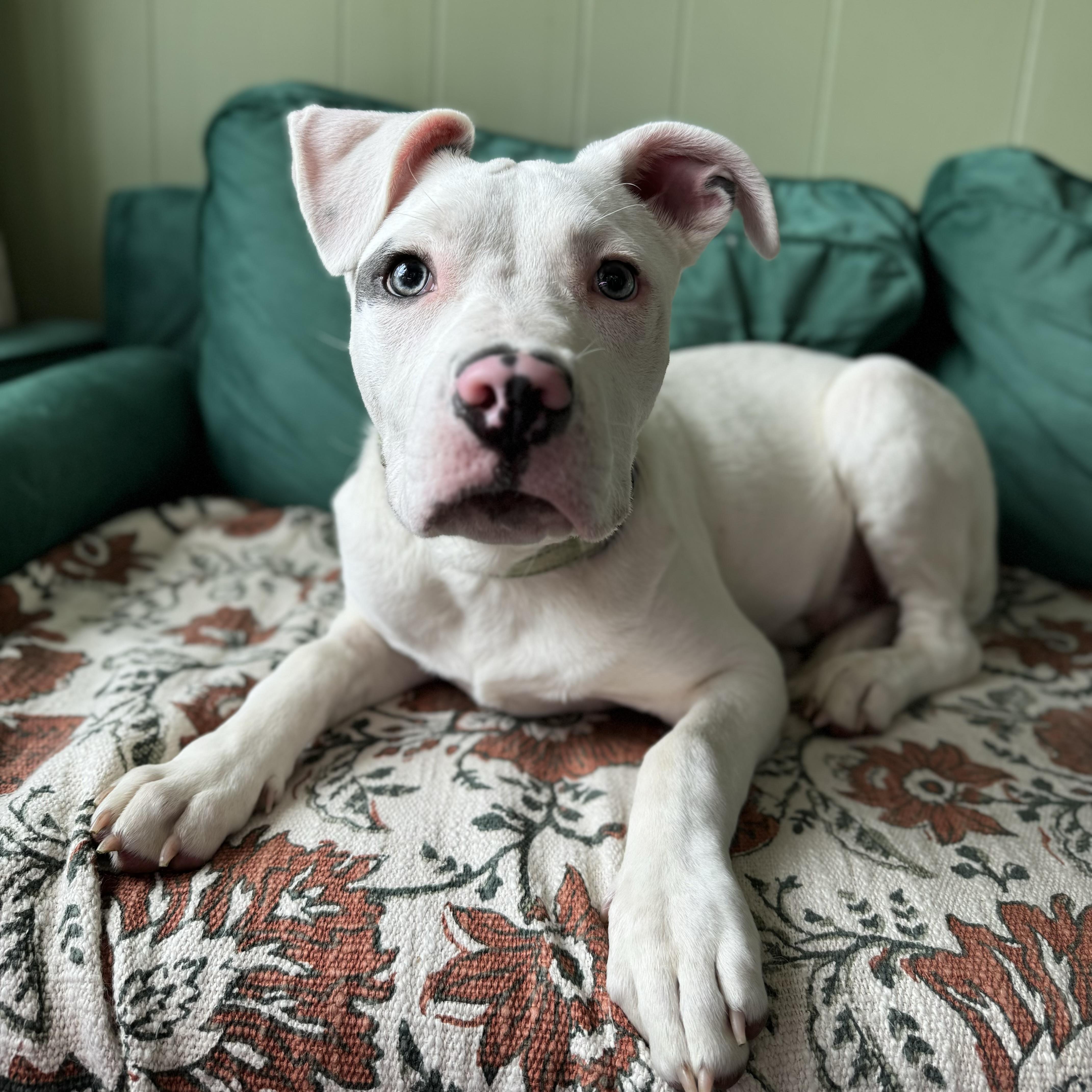 Enlarge Bino , an adopted mixed breed in China Township, MI image 5/6