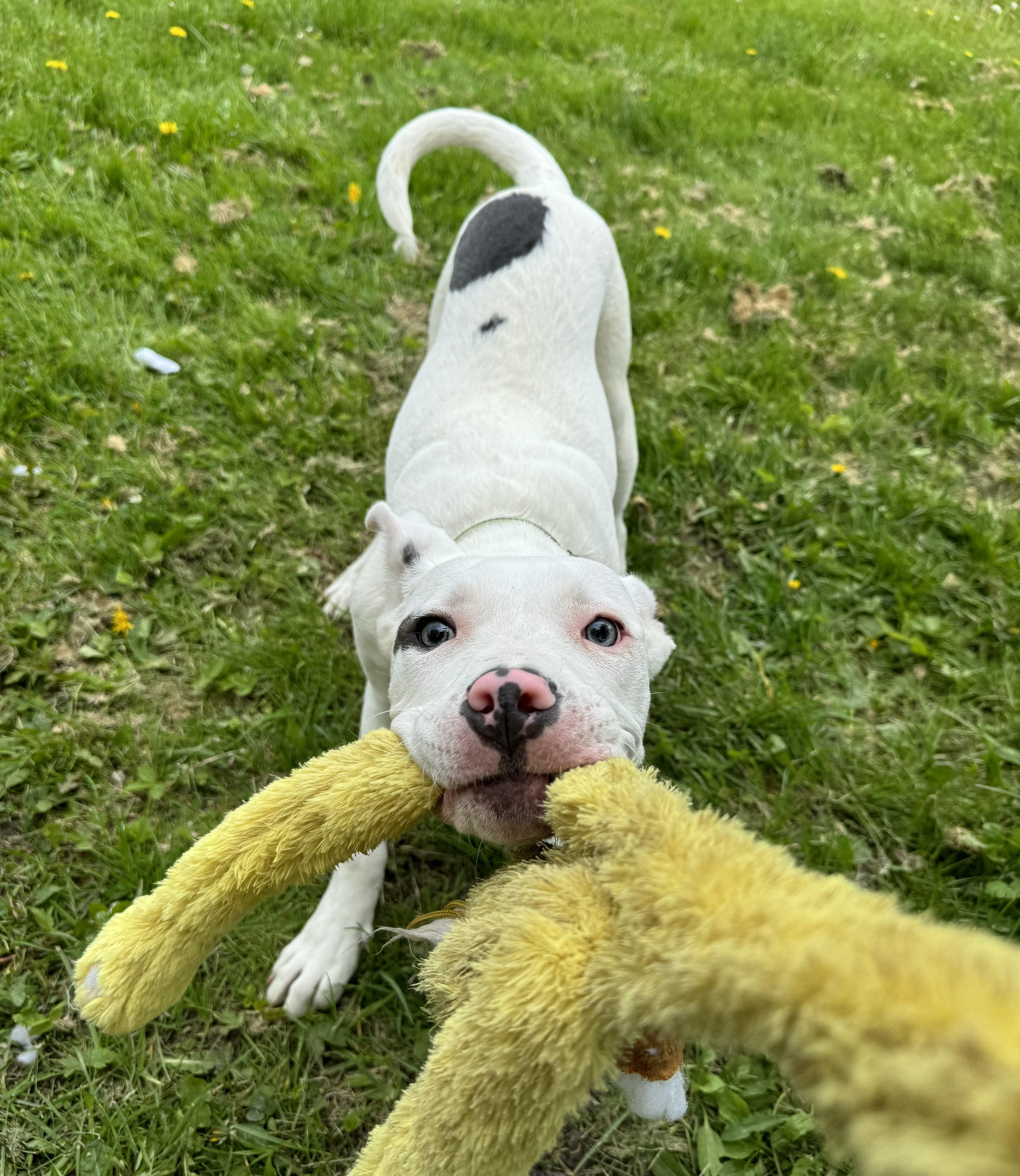 Enlarge Bino , an adopted mixed breed in China Township, MI image 4/6