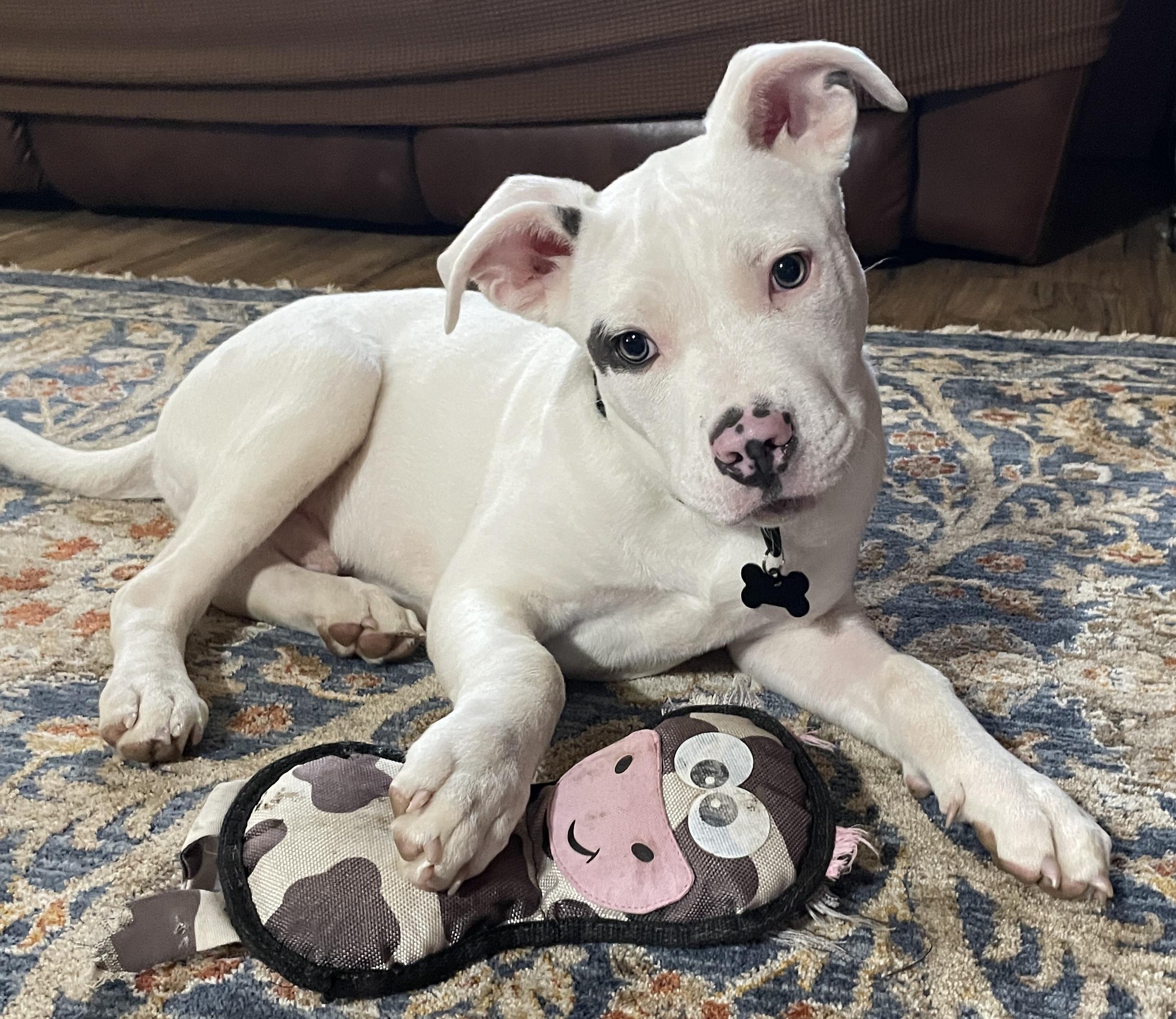Enlarge Bino , a ADOPTABLE mixed breed in China Township, MI image 2/6
