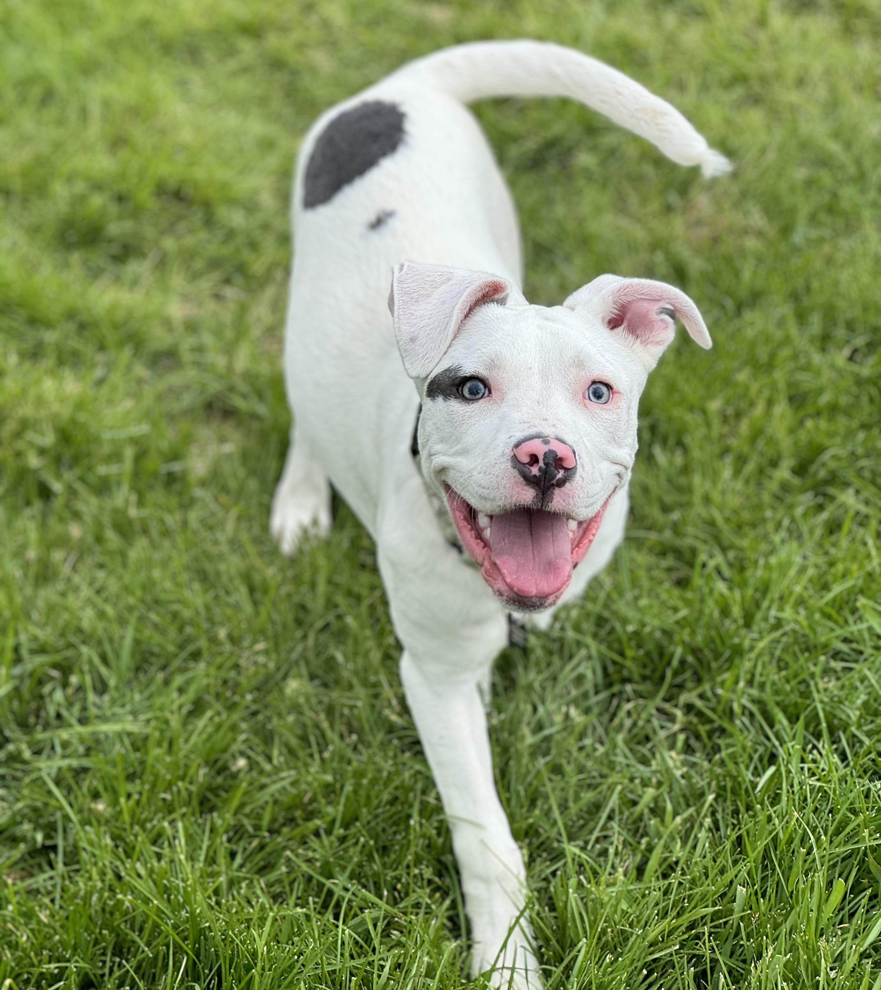 Enlarge Bino , an adopted mixed breed in China Township, MI image 6/6