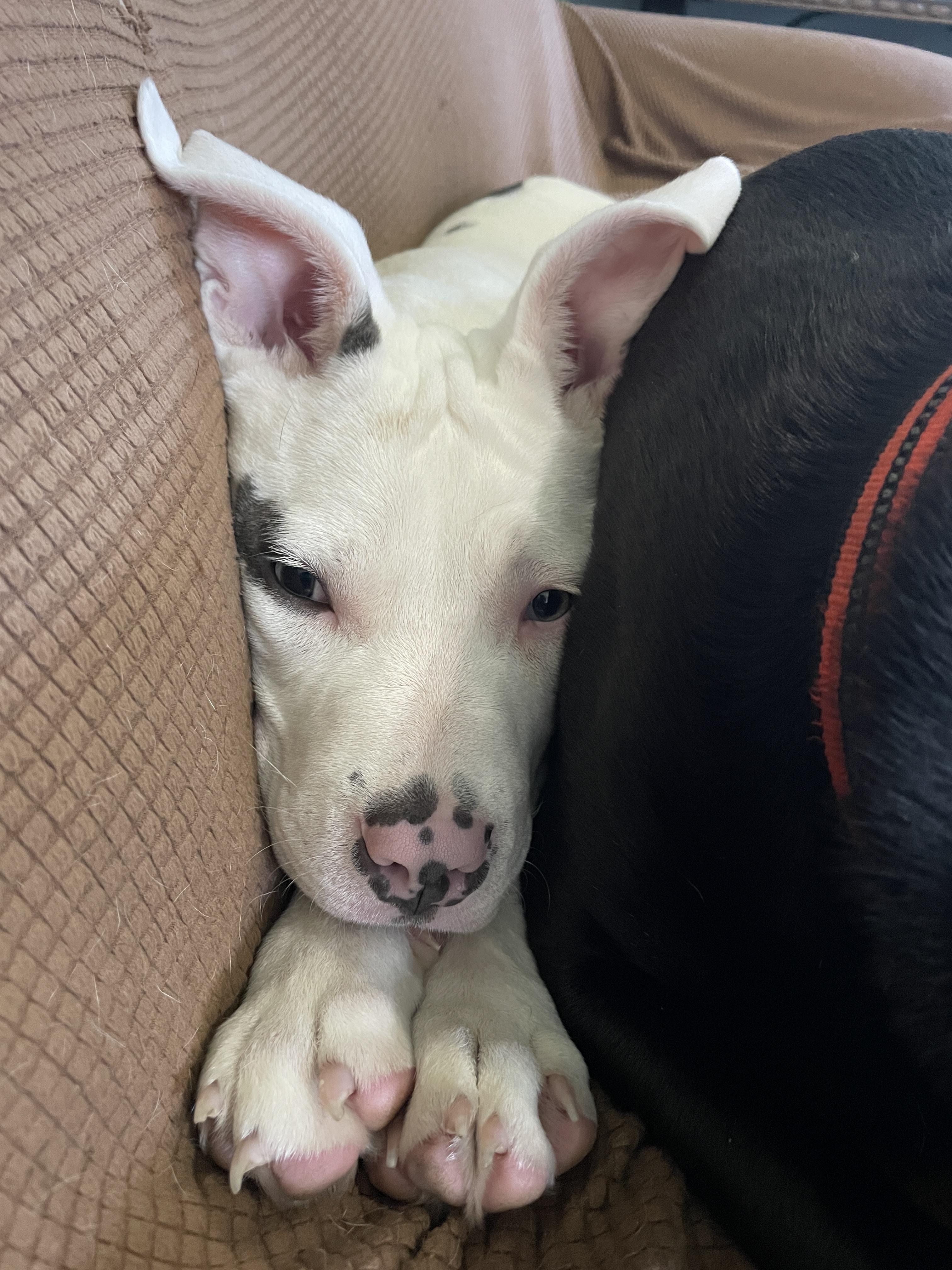 Enlarge Bino , a ADOPTABLE mixed breed in China Township, MI image 5/6