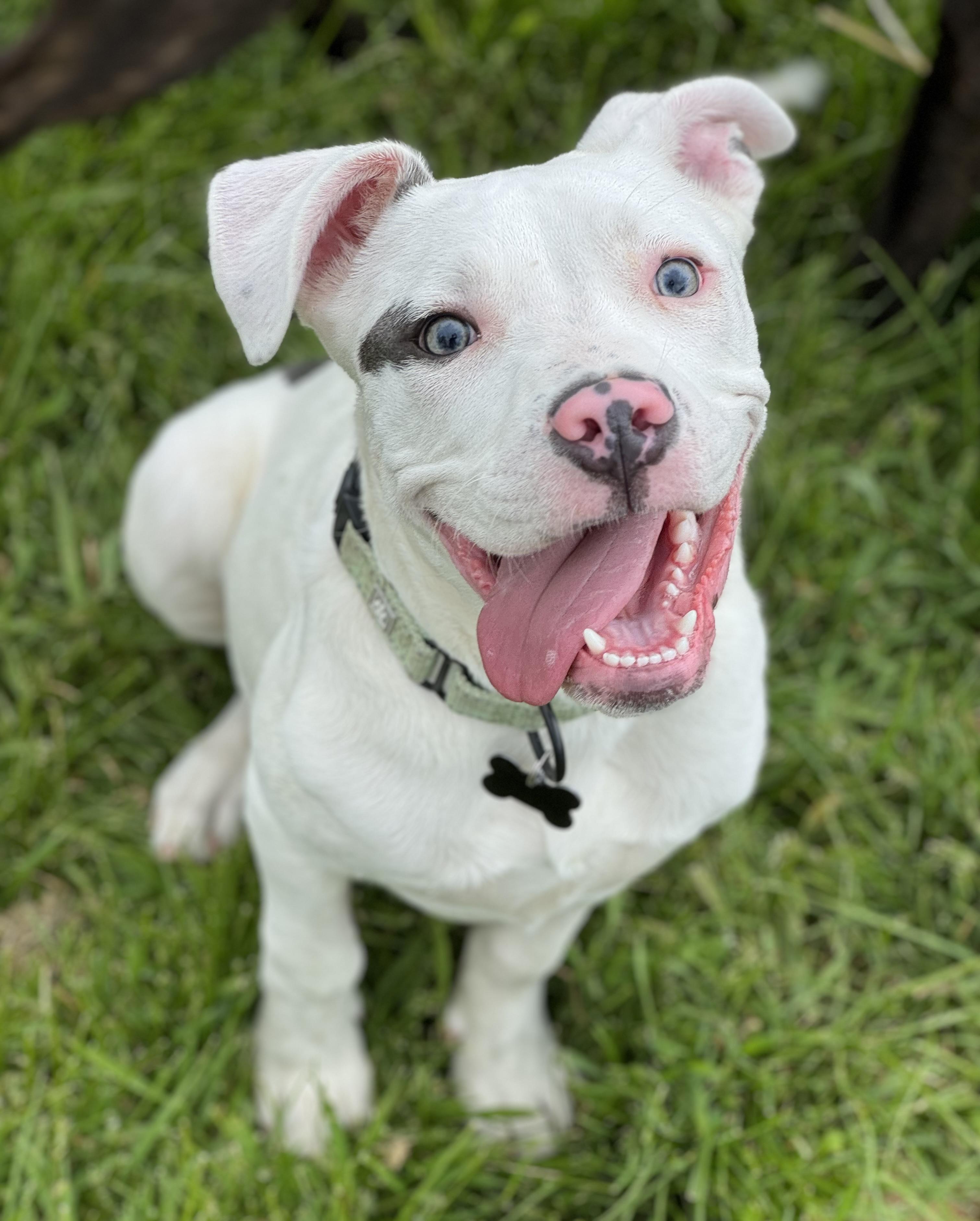 Enlarge Bino , an adopted mixed breed in China Township, MI image 1/6