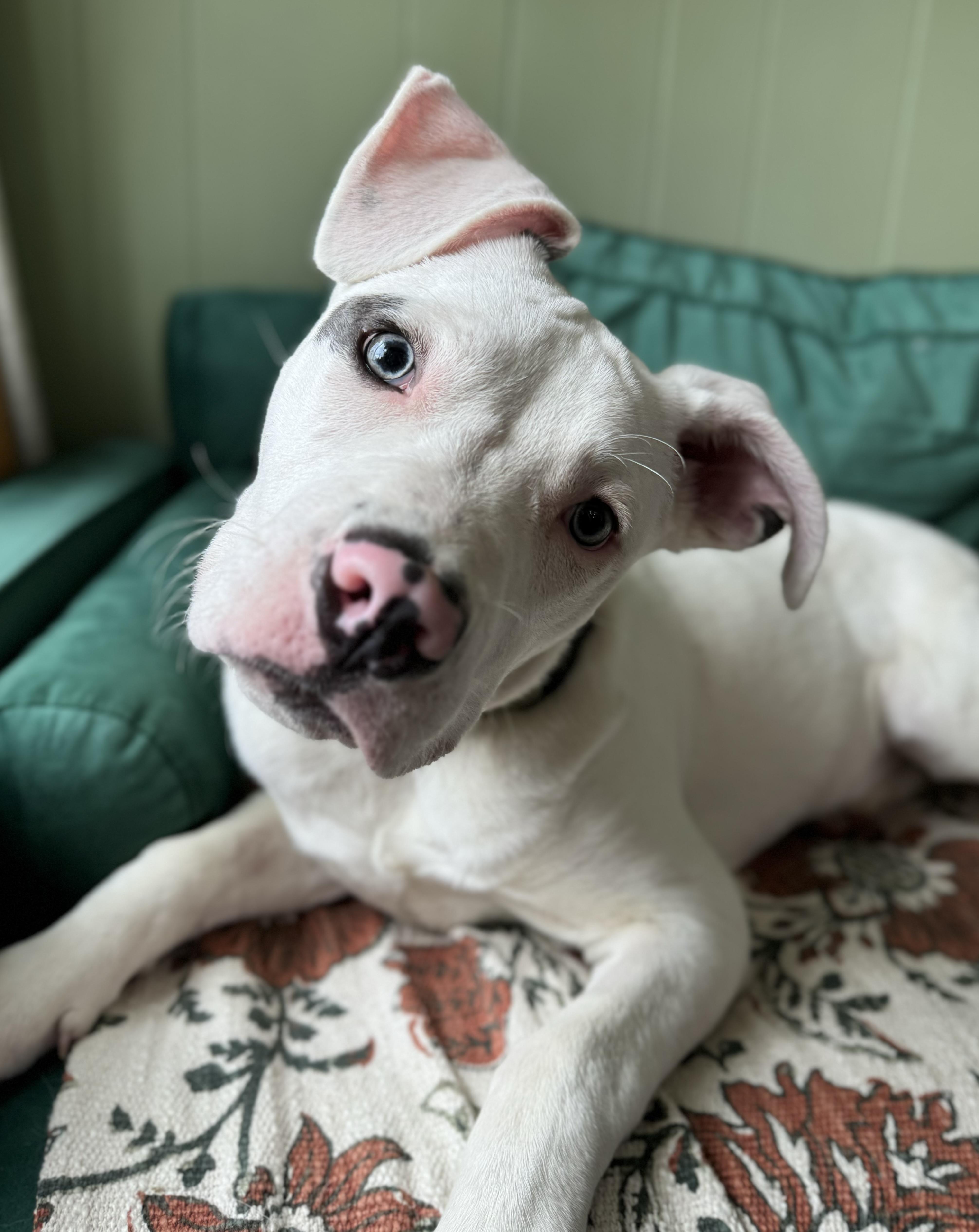 Enlarge Bino , an adopted mixed breed in China Township, MI image 3/6