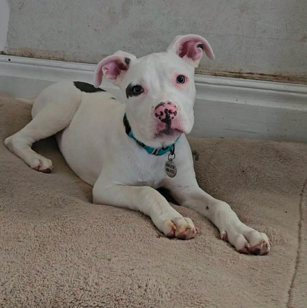 Enlarge Bino , a ADOPTABLE mixed breed in China Township, MI image 4/6