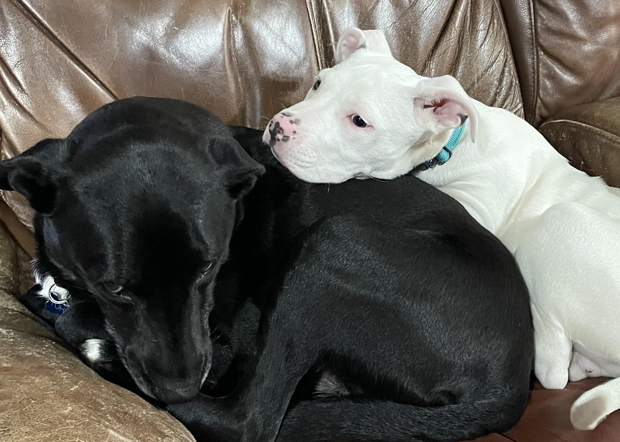 Enlarge Bino , a ADOPTABLE mixed breed in China Township, MI image 6/6