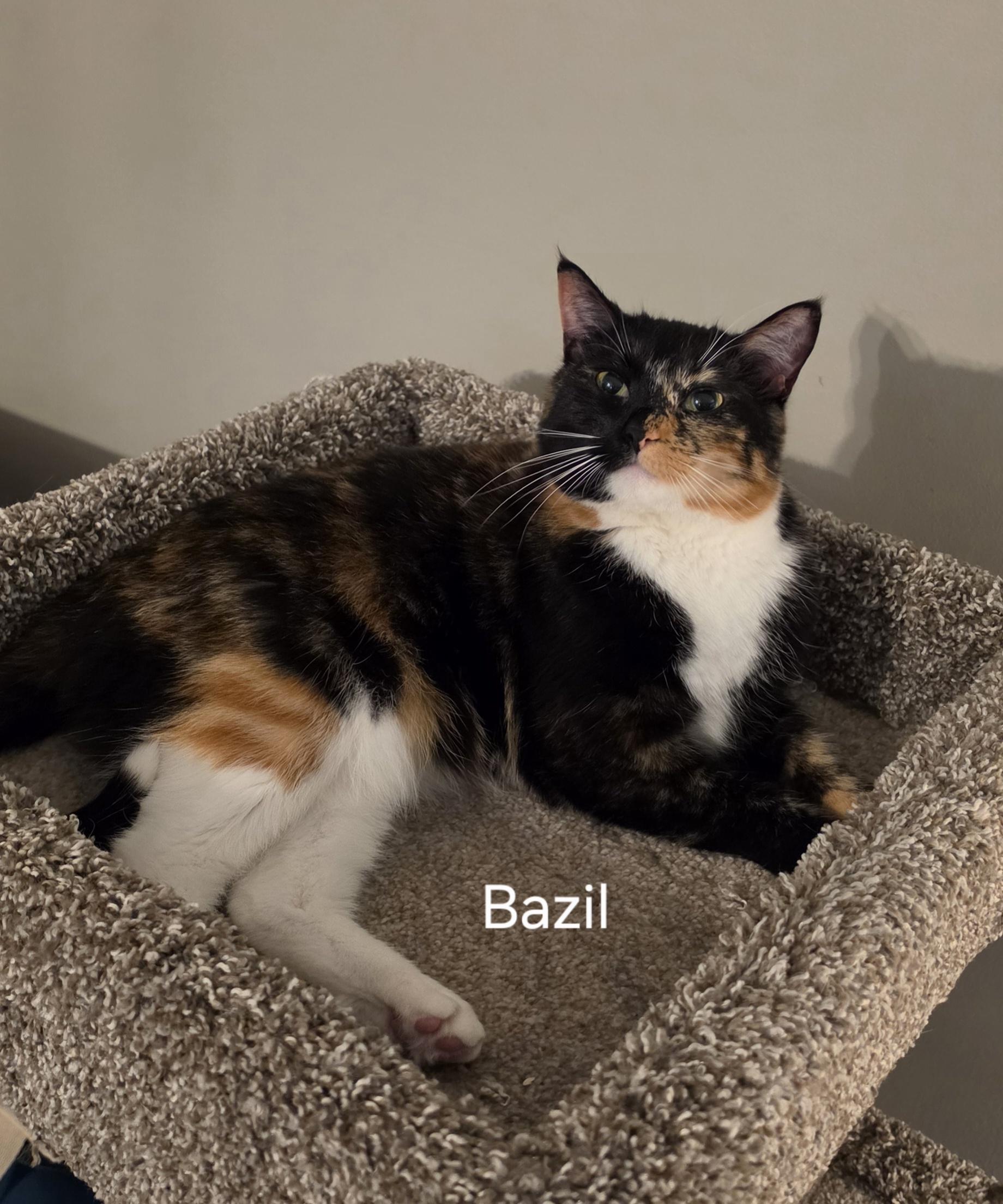 Enlarge Bazil, an adopted Calico in BURNABY, BC image 1/1