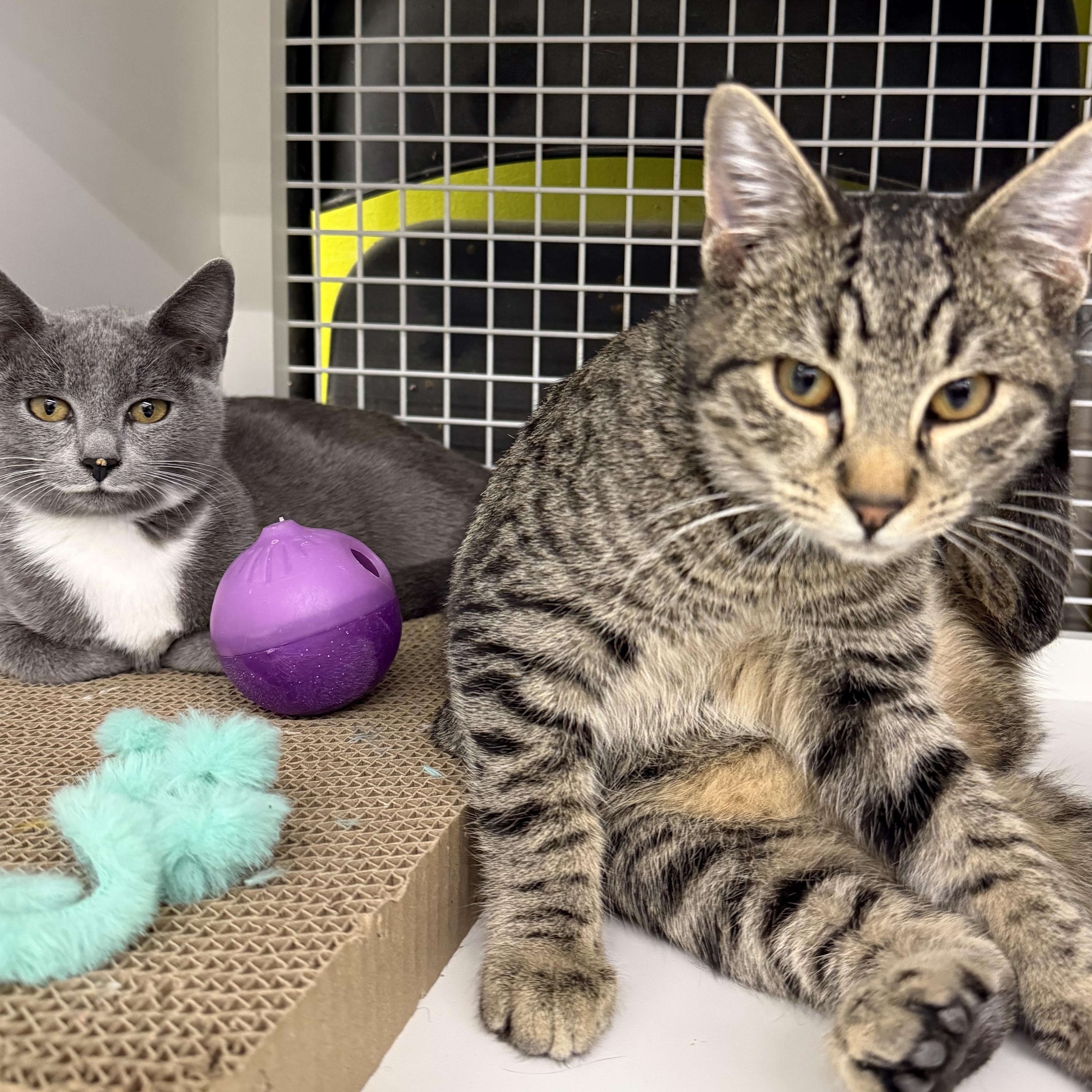 Enlarge Rhino, an adopted Domestic Short Hair in Brentwood, CA image 1/2