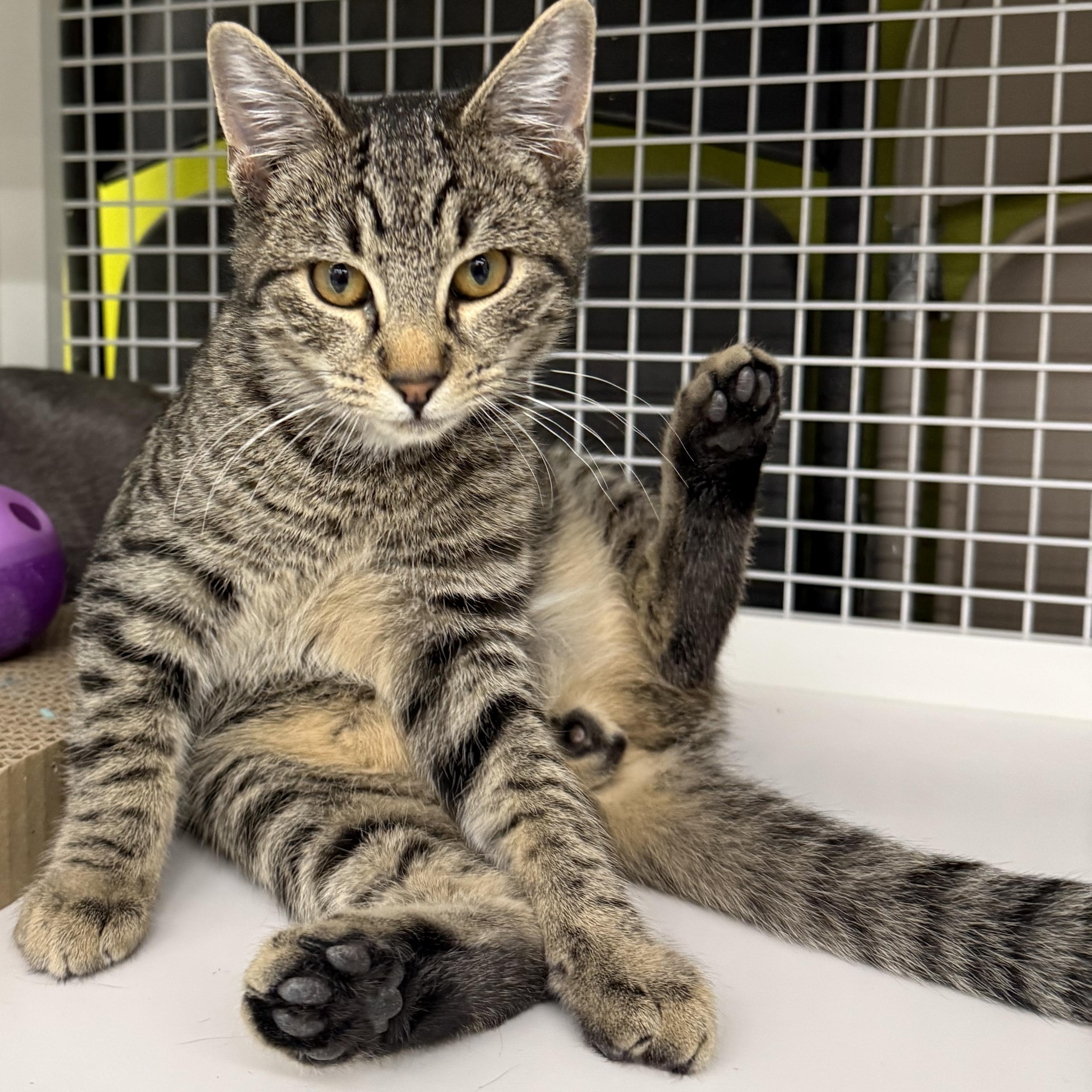 Enlarge Rhino, an adopted Domestic Short Hair in Brentwood, CA image 2/2