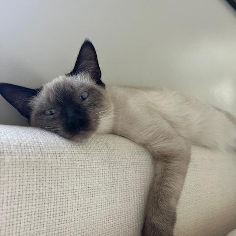 Reefi (6 months), a Adoptable Siamese in Los Angeles, CA image 6/6