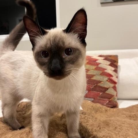 Reefi (6 months), a Adoptable Siamese in Los Angeles, CA image 4/6