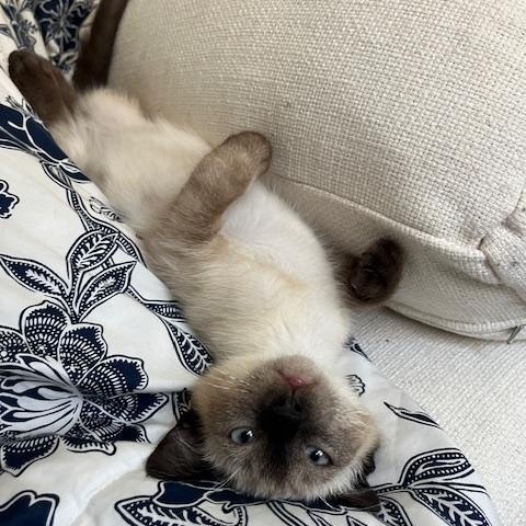 Reefi (6 months), a Adoptable Siamese in Los Angeles, CA image 2/6