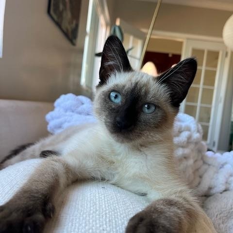 Reefi (6 months), a Adoptable Siamese in Los Angeles, CA image 1/6