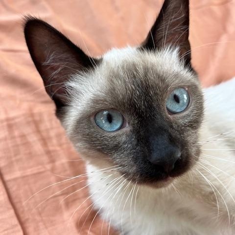 Reefi (6 months), a Adoptable Siamese in Los Angeles, CA image 3/6