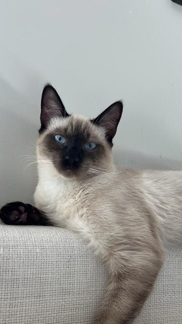 Reefi (6 months), a Adoptable Siamese in Los Angeles, CA image 5/6
