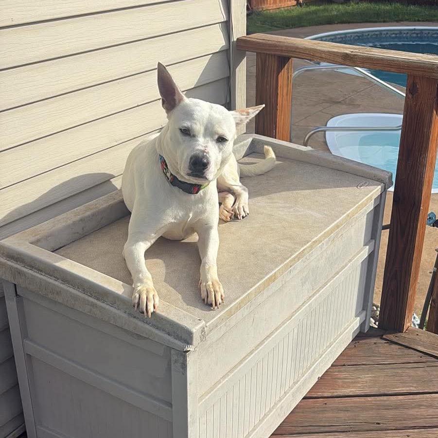 Ellie, Adoptable, Adult Female Cattle Dog & Bull Terrier.