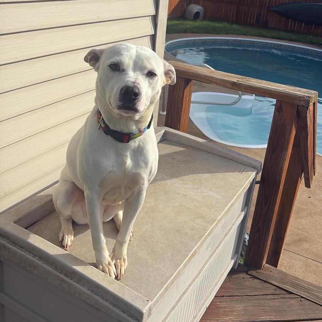 Enlarge Ellie, a Adoptable mixed breed in Chillicothe, IL image 2/4