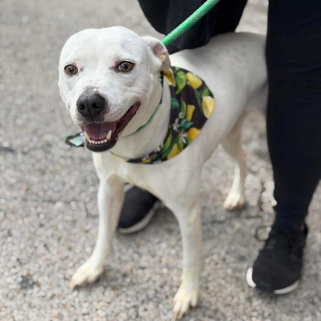 Enlarge Ellie, a Adoptable mixed breed in Chillicothe, IL image 3/4