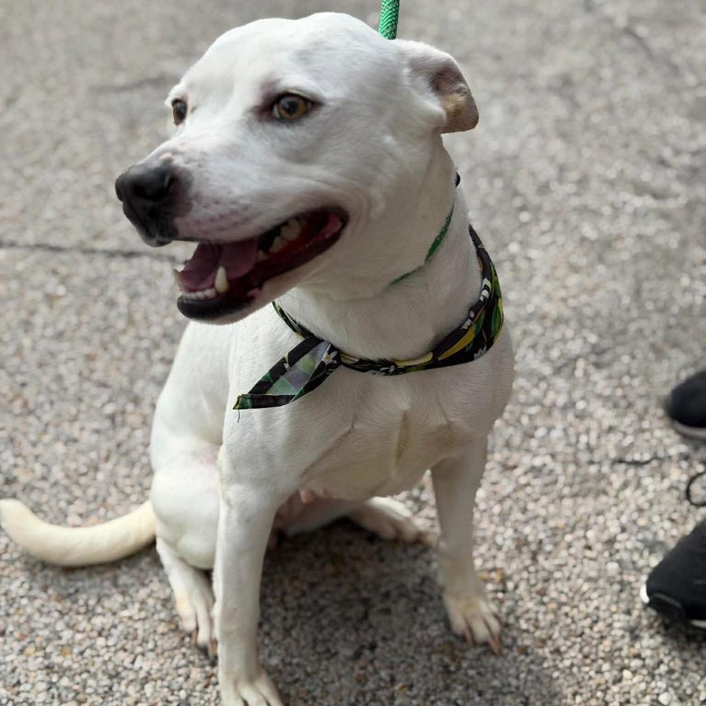 Enlarge Ellie, a Adoptable mixed breed in Chillicothe, IL image 4/4