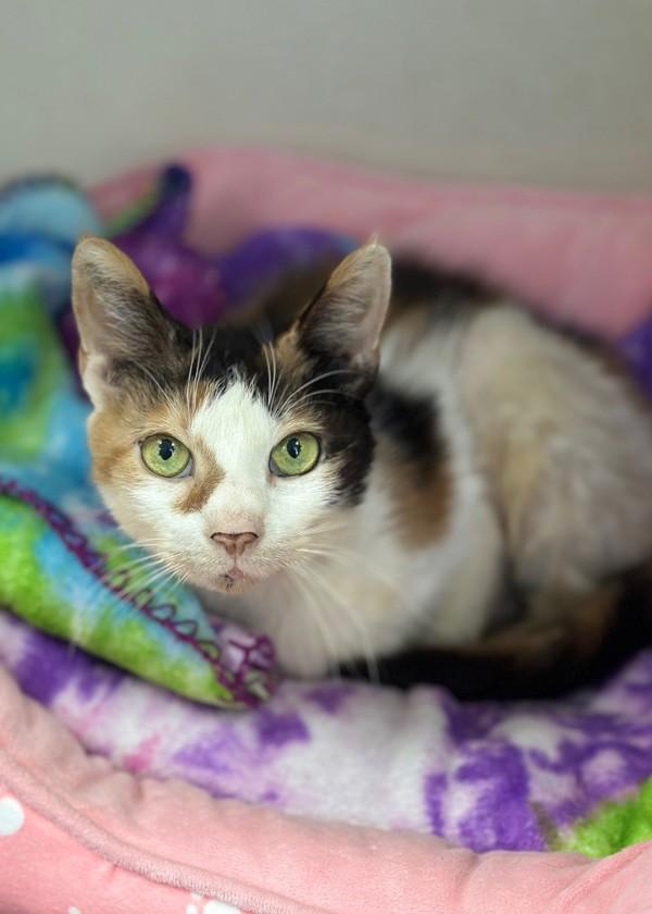 Enlarge Amelia, a Adoptable mixed breed in Skillman, NJ image 1/3