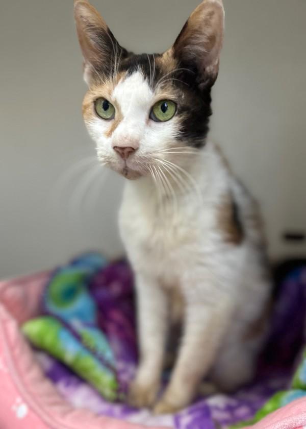 Enlarge Amelia, a Adoptable mixed breed in Skillman, NJ image 2/3