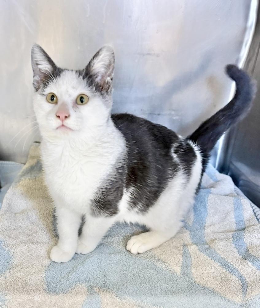 Sugarplum, Adoptable, Kitten Female Domestic Short Hair.