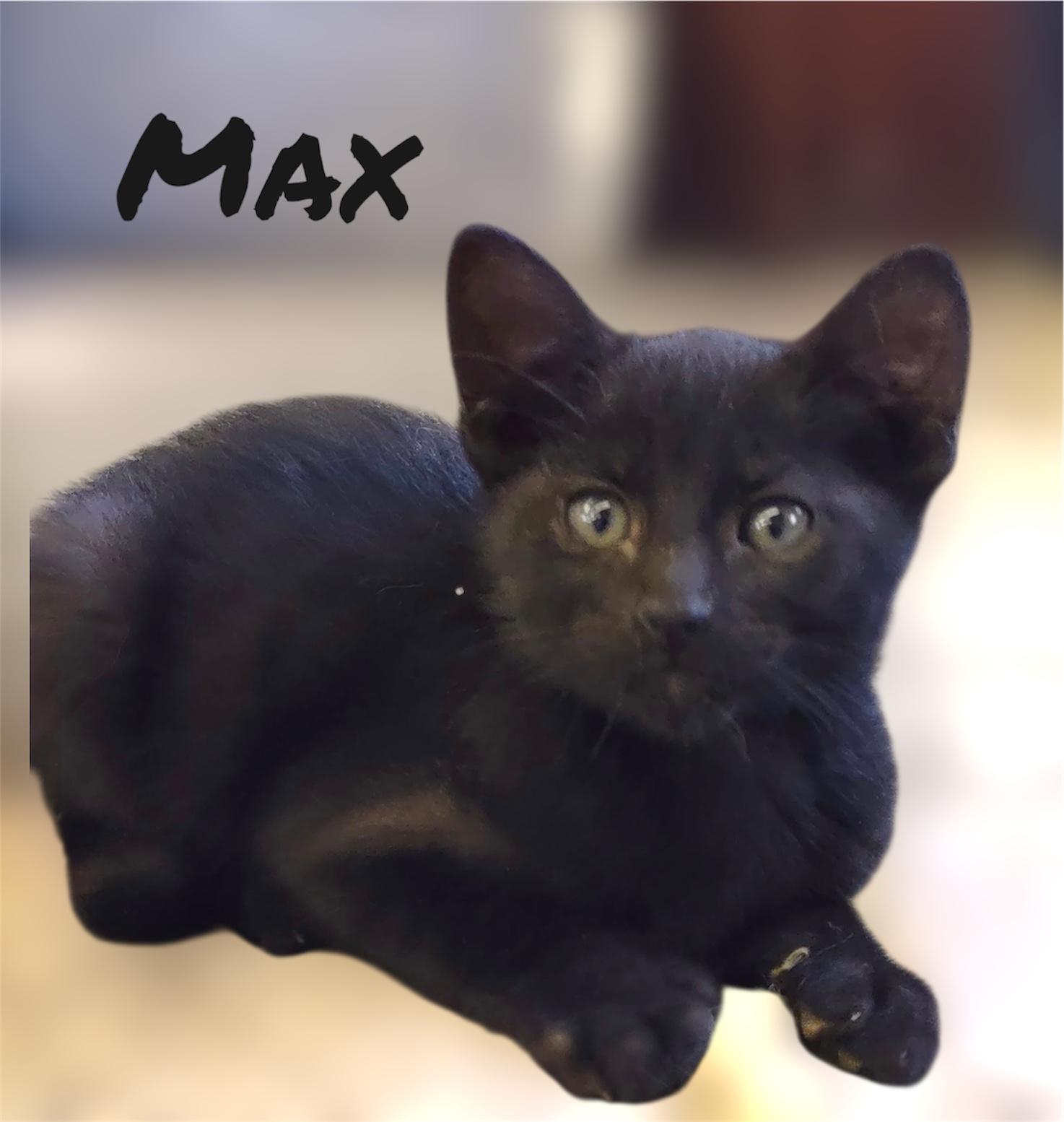 Max, an adopted Domestic Short Hair in Auburn, CA_image-1