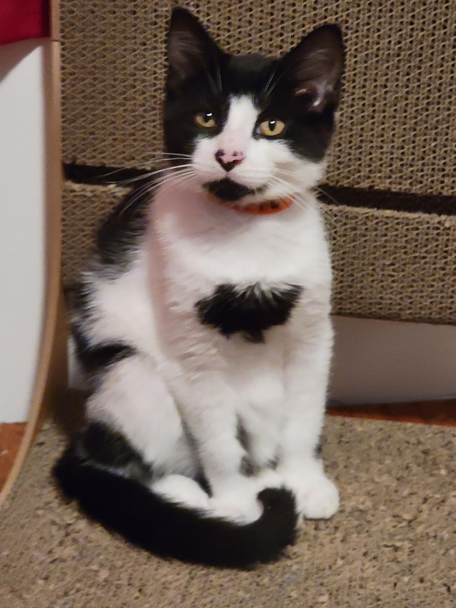 Mario, ADOPTABLE, Young Male Domestic Short Hair.