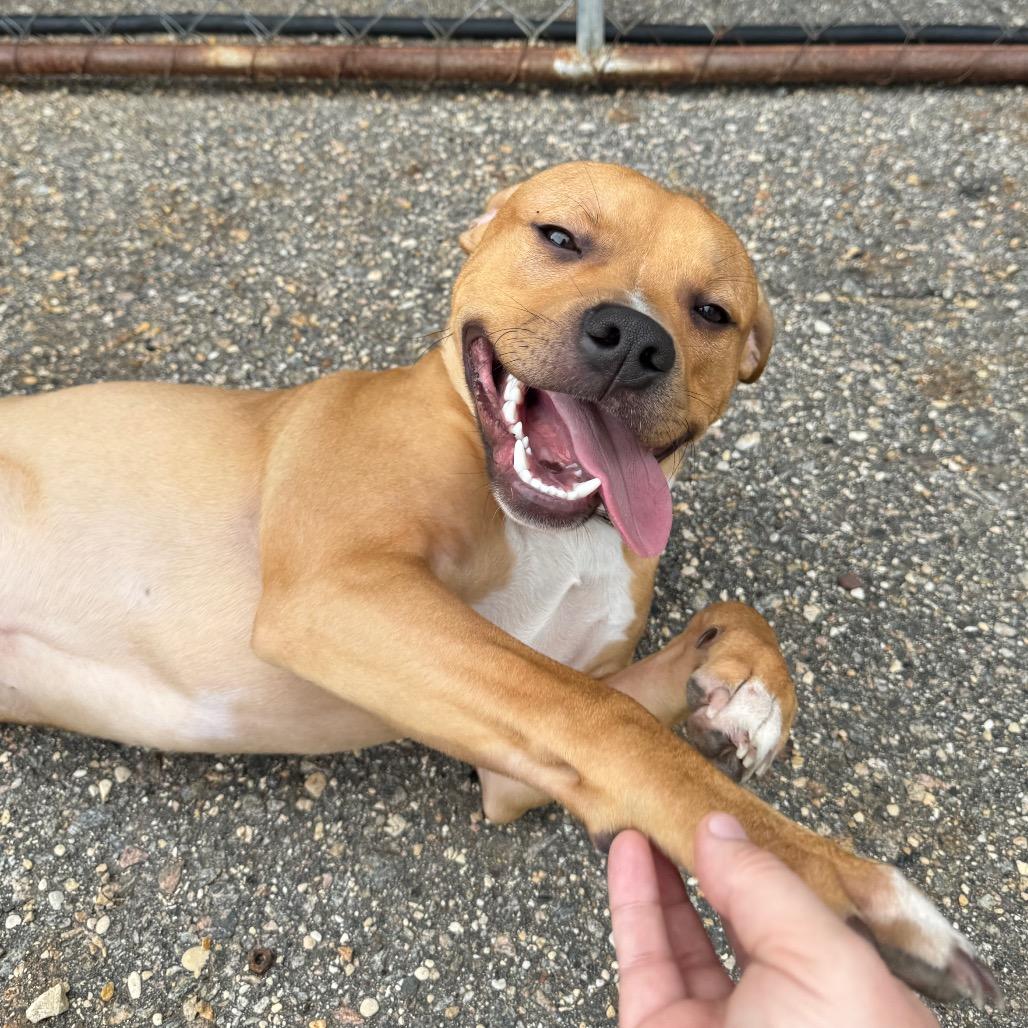 Willing, Adoptable, Young Male Pit Bull Terrier & Labrador Retriever.