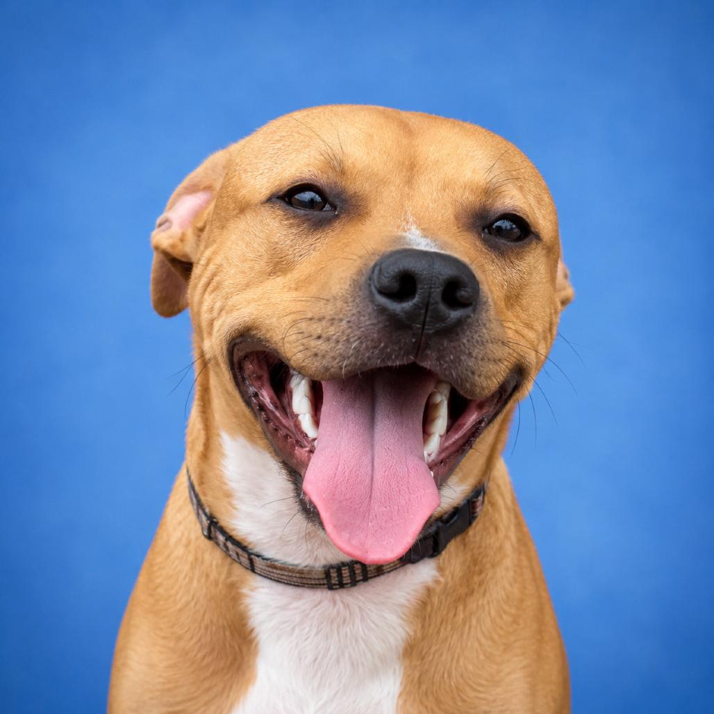 Willing, a Adoptable mixed breed in Mankato, MN image 2/6