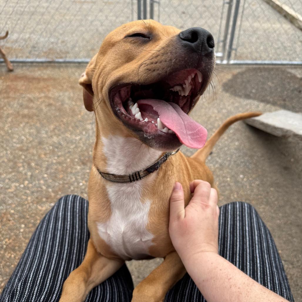 Willing, a Adoptable mixed breed in Mankato, MN image 3/6