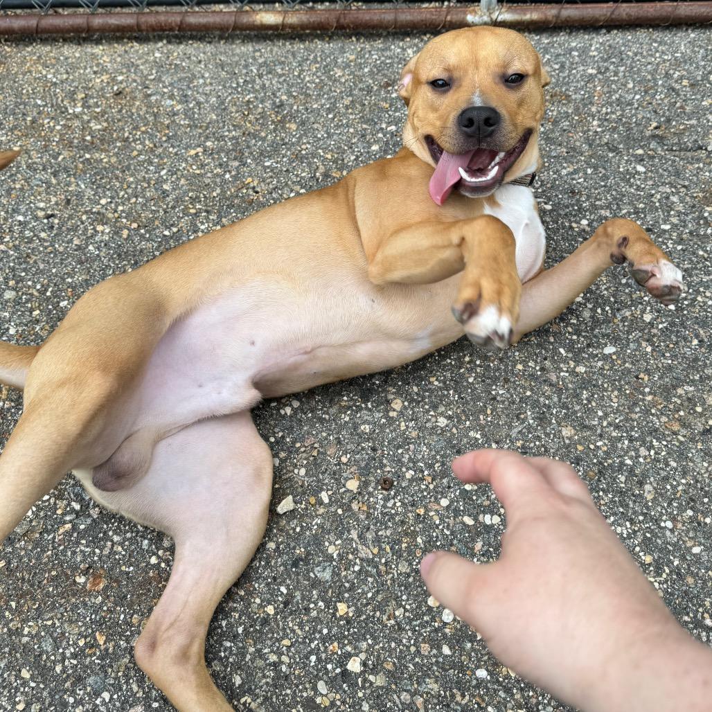Willing, a Adoptable mixed breed in Mankato, MN image 5/6