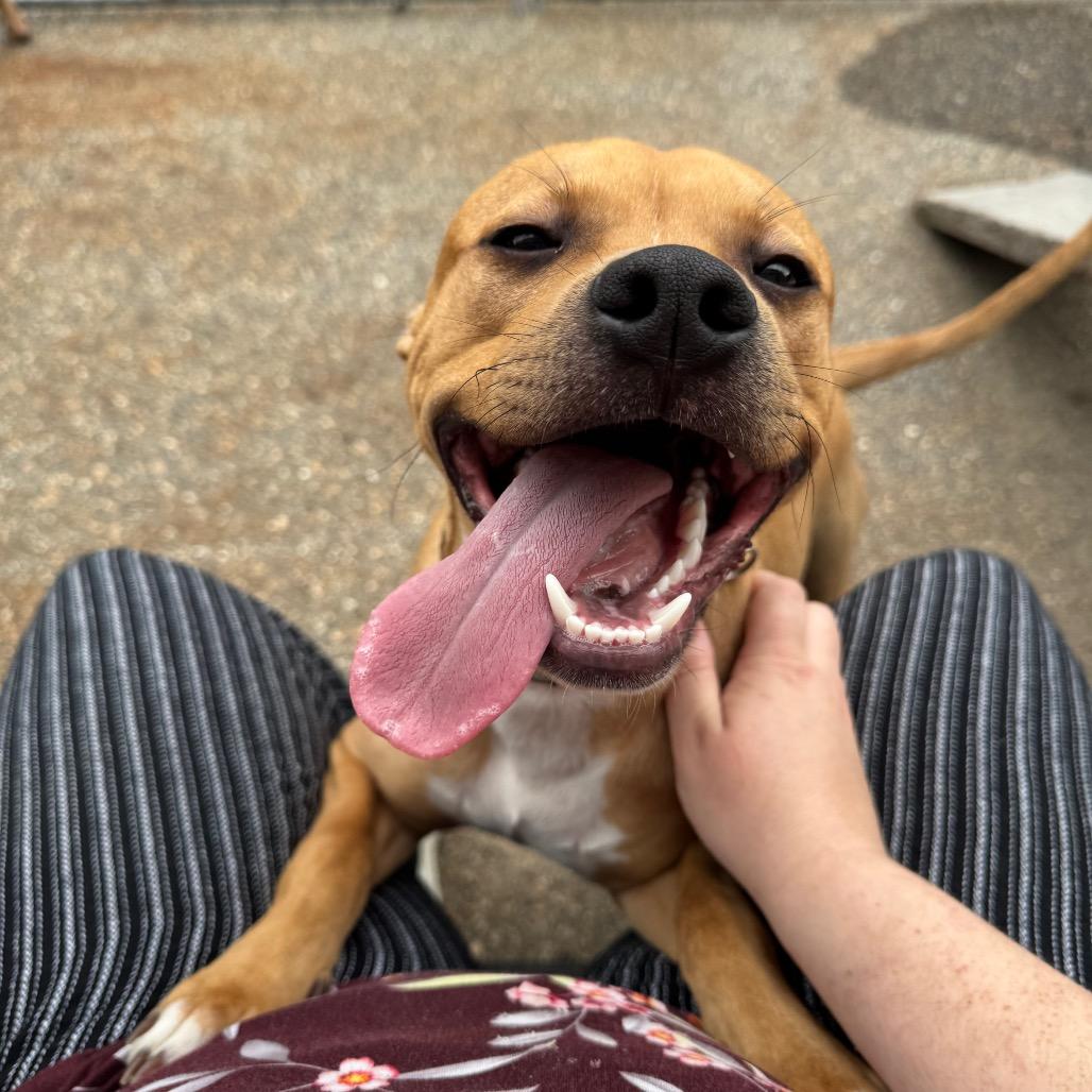 Willing, a Adoptable mixed breed in Mankato, MN image 6/6
