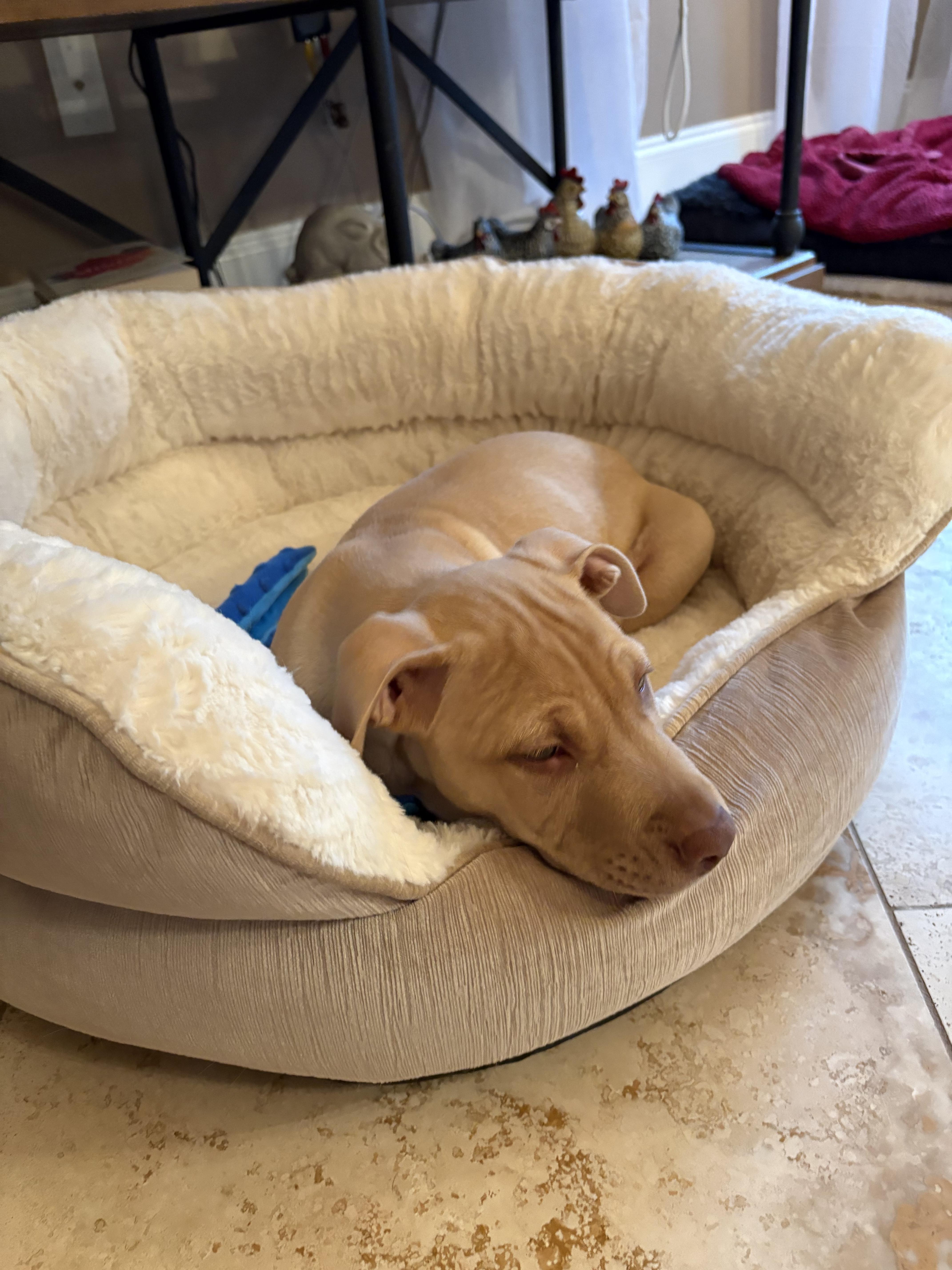 Enlarge Memphis , a Adoptable mixed breed in West Greenwich , RI image 2/6