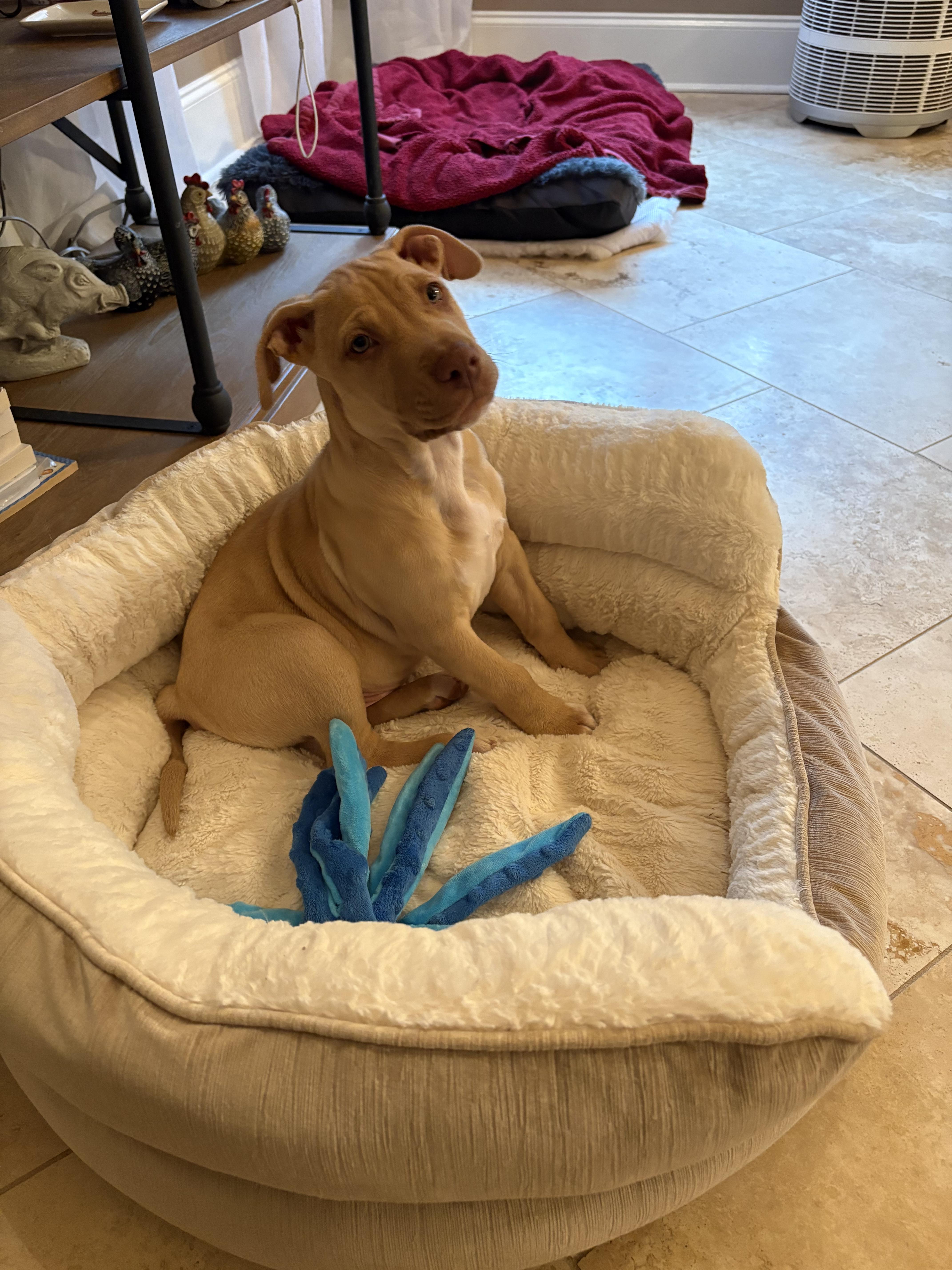 Enlarge Memphis , a Adoptable mixed breed in West Greenwich , RI image 6/6