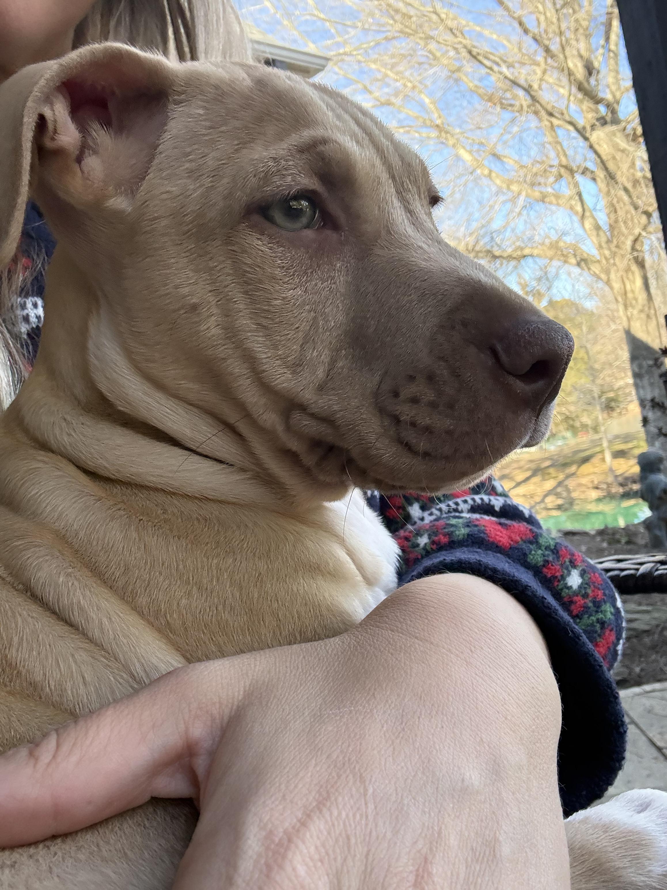 Enlarge Memphis , a Adoptable mixed breed in West Greenwich , RI image 4/6